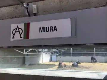 Los toros de Miura en los Corrales del Gas de Pamplona / N.R. Los toros de Miura en los Corrales del Gas de Pamplona / N.R.