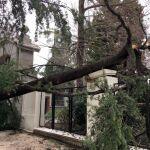 Uno de los árboles caídos en El Retiro