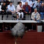 Momento en el que el toro salta la barrera. Foto: Víctor Lerena/EFE