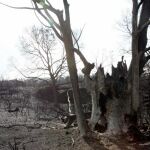 Vista general del campo arrasado por el fuego en la localidad portuguesa de Panoias
