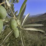 Estados Unidos impone un arancel a la importación de aceitunas españolas