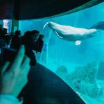 Imagen de archivo de turistas haciendo fotografías dentro del Oceanogràfic