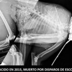 Matan a un lince ibérico de tres años de un disparo «a bocajarro»