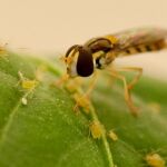 ¿Los pulgones han conquistado tu campo? Haz un pedido de sírfidos y en menos de 24 horas recibirás un comando de soldados alados dispuestos a dar la cara por ti