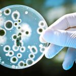 Existen microorganismos más pequeños que las bacterias que anidan en ellas como parásitos