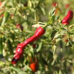 Pimientos en un huerto ecológico