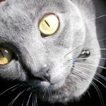Fosca, la curiosa de la casa