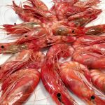 La gamba roja ha vuelto a sus habituales caladeros de la costa regional ubicados, principalmente, frente a la costa aguileña en el Mar Mediterráneo
