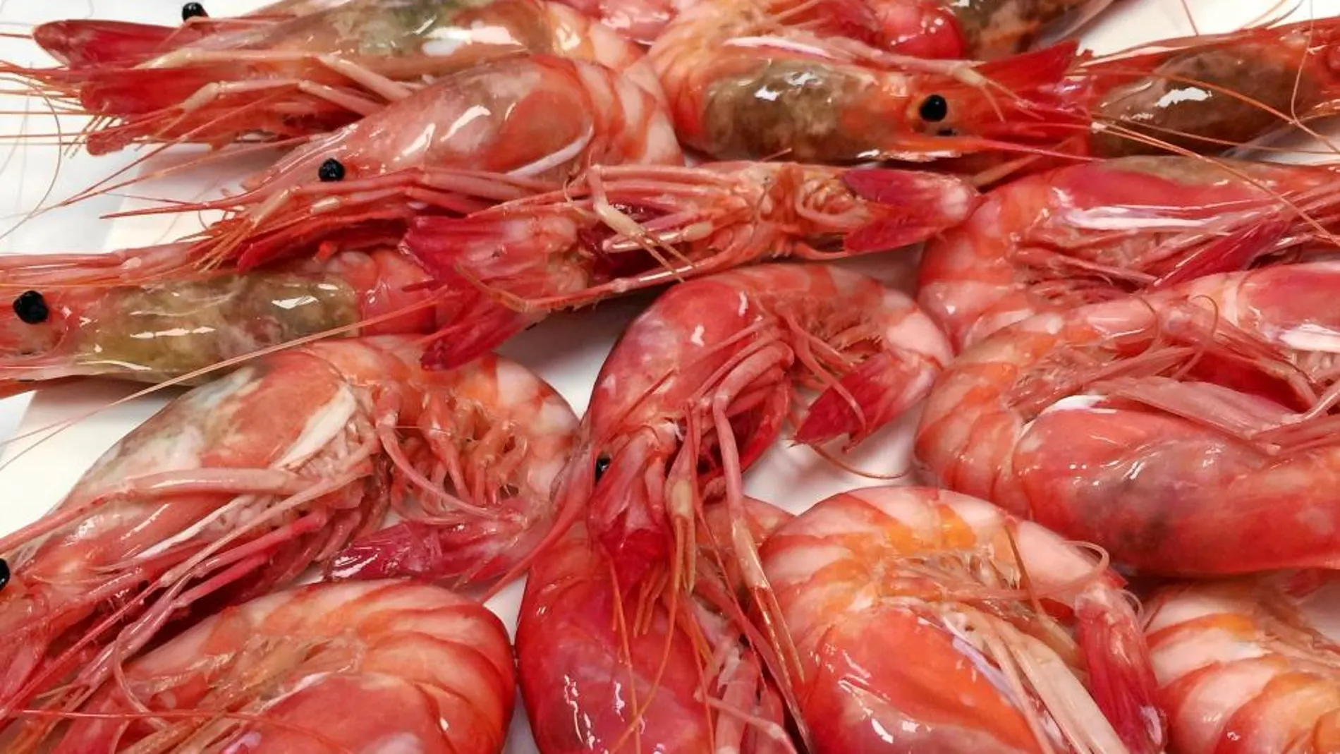 La gamba roja ha vuelto a sus habituales caladeros de la costa regional ubicados, principalmente, frente a la costa aguileña en el Mar Mediterráneo
