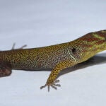 Un ejemplar de Gonatodes humeralis en Trinidad. / Timothy Higham, UC Riverside
