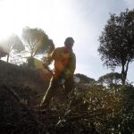 Los restos de la poda agraria pueden reaprovecharse como compostaje orgánico no contaminante