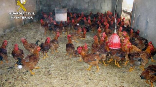La Guardia Civil desmantela un matadero ilegal de aves en Lorca y denuncia a su responsable
