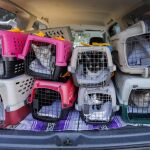 Que no te multen por viajar con tu mascota