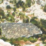 Pesca eléctrica: Europa planea recuperar las corrientes en la captura de arrastre