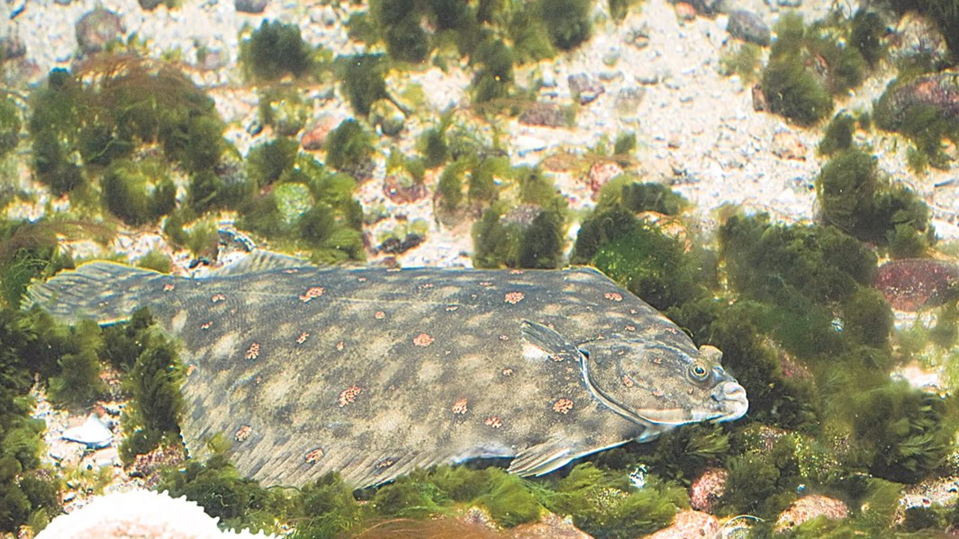 Pesca eléctrica: Europa planea recuperar las corrientes en la captura de arrastre