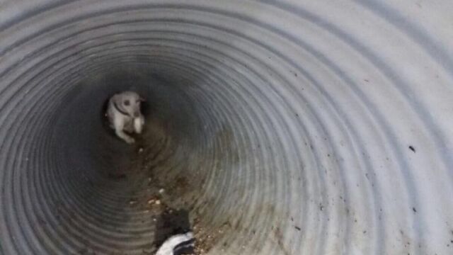 Uno de los perros en el interior de la tubería