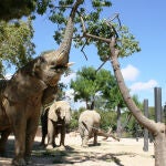 El Zoo de Barcelona tiene hoy tres elefantes, pero cuando mueran no volverá a tener este animal