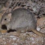 Los investigadores introdujeron 352 ratas canguro con cuatro gatos domésticos machos esterilizados para entrenarlas