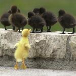  Los patitos tienen una inteligencia innata