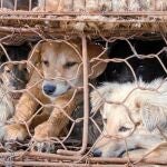 Algunos perros hacinados en jaulas, cuya carne y piel cuentan con un amplio mercado en China