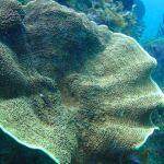 Corales en los arrecifes de la bahía Bremer, objeto del estudio / phys.org