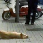 Un fotograma de la polémica muerte de la perra Sota, ocurrida en Barcelona la pasada semana