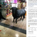 Kiko Rivera se prepara para «tomar la alternativa»