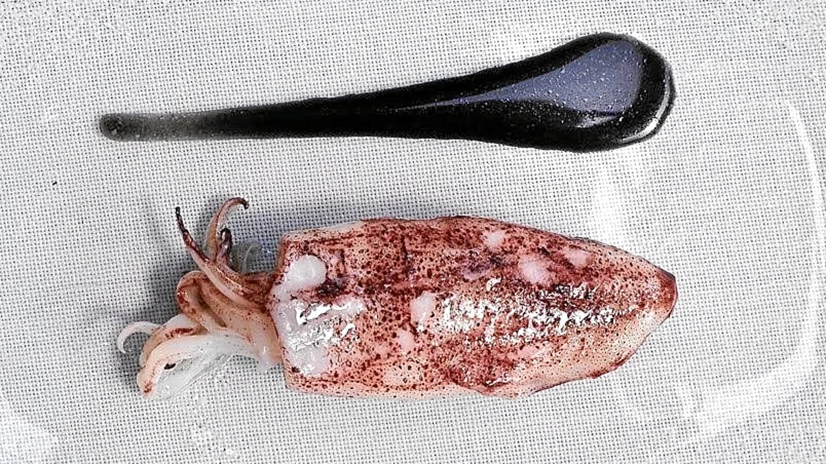 Chipirón con cebolla caramelizada