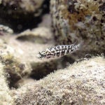 Estos pequeños peces ayudan a mantener limpias las oquedades de las rocas para capturar a las gambas