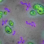 La bacteria propia de los humanos apareció hace 5,3 millones de años