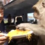 Una provincia tailandesa honra con frutas y verduras a miles de monos