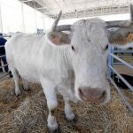 Los animales son los grandes protagonistas de la feria