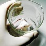 Freno a los test con animales