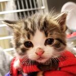 El nuevo «gato policía» de Michigan / Twitter