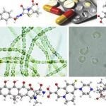 Cianobacteria (izquierda) y algas verdes (derecha) rodeadas de las estructuras moleculares de amoxicilina, norfloxacino, tetraciclina, levofloxacino y eritromicina