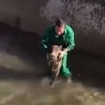 El cazador mientras maltrata al jabalí