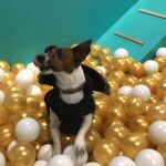 Piscinas de bolas para perros, una diversión única que encantará a las mascotas