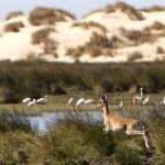 Vista del espacio natural de Doñana, ubicado en las provincias de Sevilla y Huelva y que esconde multitud de ecosistemas e incluso especies protegidas