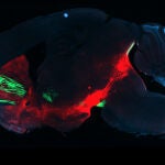 Disección de un cerebro de ratón en el que se aprecia en rojo el circuito cerebral de la recompensa y en verde la parte implicada en la decisión. Si esta parte verde está muy activa, los ratones estimulan el sistema de recompensa y se vuelven adictos. © UNIGE