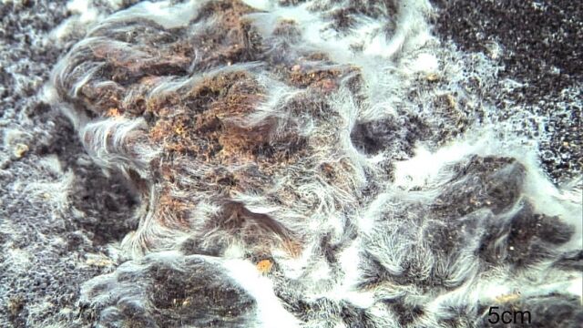 La bacteria «Thiolava veneris»
