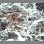 La bacteria «Thiolava veneris»
