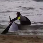 El mosso comienza las maniobras de rescate para llevar el animal nuevamente al agua