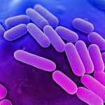 El hábitat natural de la bacteria Klebsiella Pneumonae es el intestino, pero puede pasar a otros órganos y causar infección, las más comunes son urinarias y neumonías