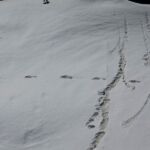 El Ejército Indio publica en Twitter unas fotos de unas huellas de 81 cm., vistas cerca del campo base de Malauku (Himalaya), y que, dicen, pertenecerían al Yeti