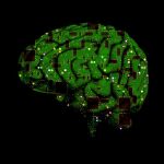 Los investigadores han conseguido crear artificialmente un circuito cerebral simple compuesto por un conjunto de neuronas cultivadas artificialmente