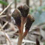 La extraña planta que no florece ni hace la fotosíntesis