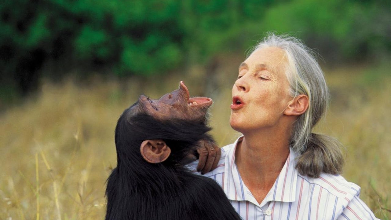 Jane Goodall, mucho más que una científica: una voz