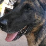 Este es el héroe de 4 patas que fue vetado de un acto en Cataluña por ser ex agente de la Policía Nacional