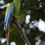 Fotografía del 4 de noviembre de 2016, de una guacamaya verde en Limón (Costa Rica).