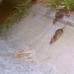 Las ratas se pasean por el centro de Valencia, Russafa y el puerto